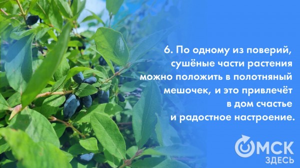 Жарим жимолость и завариваем чай. Всё о пользе этой июньской ягоды