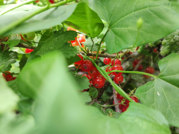 Смородина: какую выбрать и почему она так полезна Смородина: какую выбрать и почему она так полезна