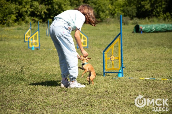 От чихуахуа до немецкой овчарки. Как в Омске прошли соревнования по аджилити