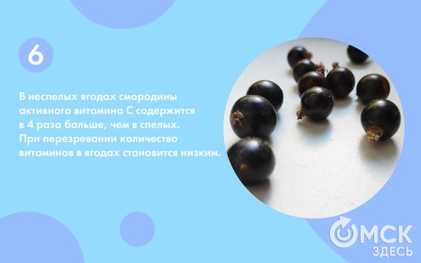 Смородина: какую выбрать и почему она так полезна Смородина: какую выбрать и почему она так полезна