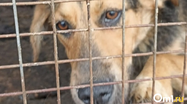 Бизнес на смерти. Омские зоозащитники обвиняют подрядчика по отлову собак в живодёрстве