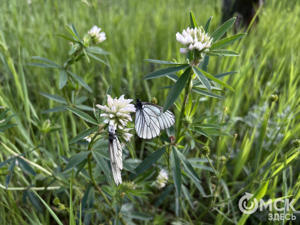 Косить, доить и подтягиваться. Необычные соревнования в Омске Косить, доить и подтягиваться. Необычные соревнования в Омске
