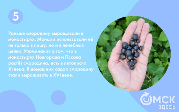 Смородина: какую выбрать и почему она так полезна Смородина: какую выбрать и почему она так полезна