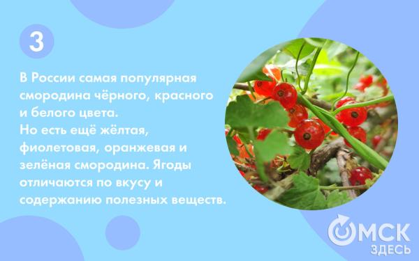 Смородина: какую выбрать и почему она так полезна Смородина: какую выбрать и почему она так полезна