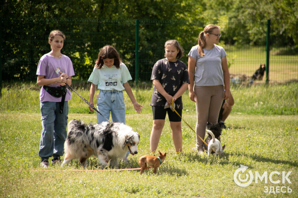 От чихуахуа до немецкой овчарки. Как в Омске прошли соревнования по аджилити