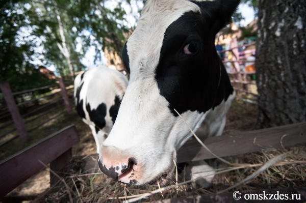 Косить, доить и подтягиваться. Необычные соревнования в Омске Косить, доить и подтягиваться. Необычные соревнования в Омске