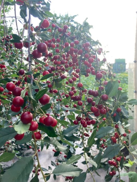 Гамак против лопаты - вечный спор дачников