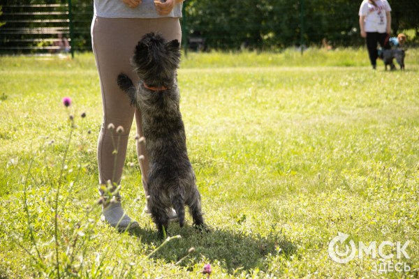 От чихуахуа до немецкой овчарки. Как в Омске прошли соревнования по аджилити