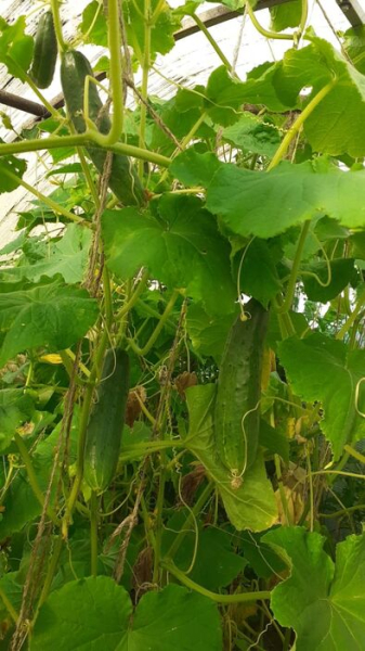 Гамак против лопаты - вечный спор дачников