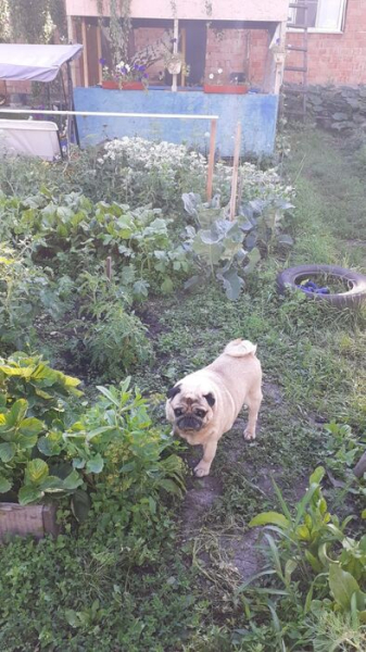 Гамак против лопаты - вечный спор дачников