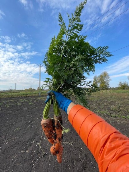 Гамак против лопаты - вечный спор дачников