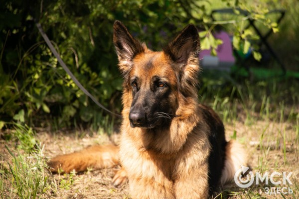 От чихуахуа до немецкой овчарки. Как в Омске прошли соревнования по аджилити