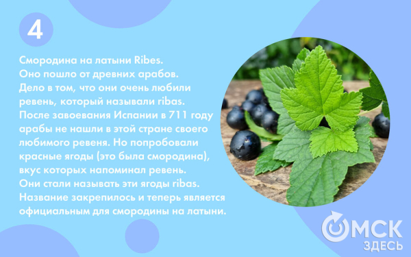 Смородина: какую выбрать и почему она так полезна Смородина: какую выбрать и почему она так полезна