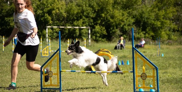 От чихуахуа до немецкой овчарки. Как в Омске прошли соревнования по аджилити
