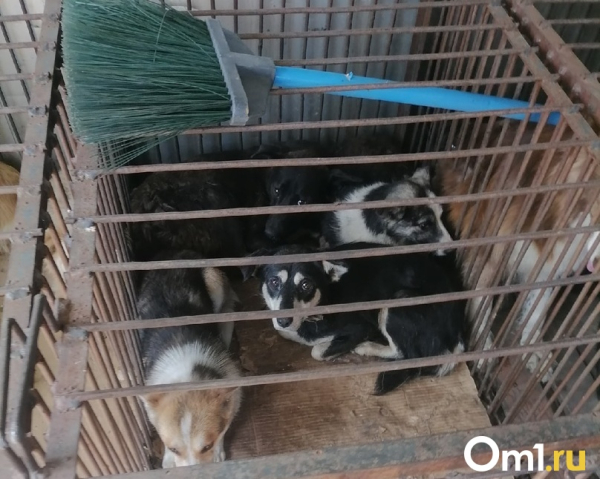 Бизнес на смерти. Омские зоозащитники обвиняют подрядчика по отлову собак в живодёрстве