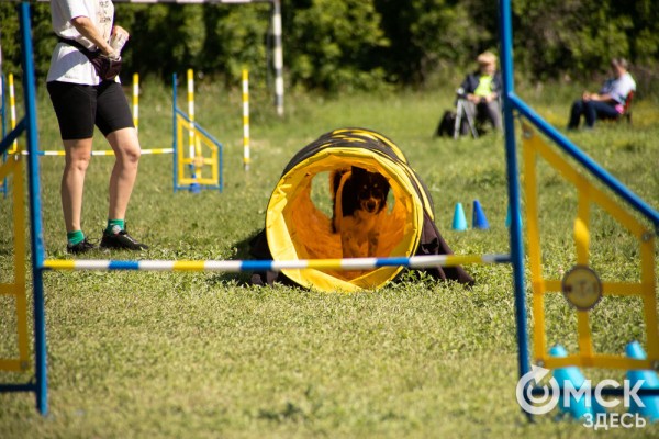 От чихуахуа до немецкой овчарки. Как в Омске прошли соревнования по аджилити