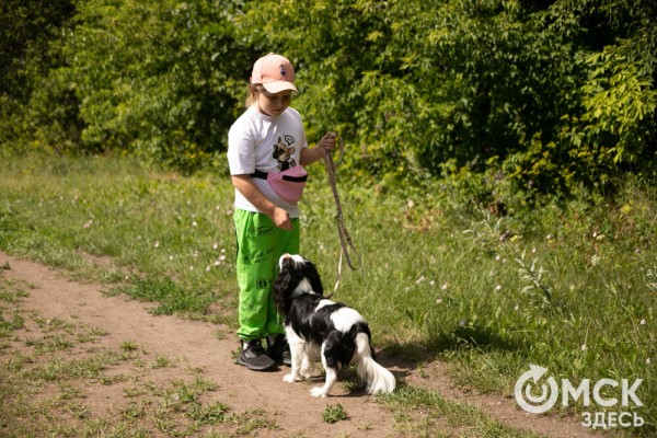 От чихуахуа до немецкой овчарки. Как в Омске прошли соревнования по аджилити