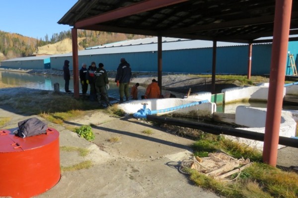 Ядовитый фенол отравил реки на севере Омской области  
									Ядовитый фенол отравил реки на севере Омской области