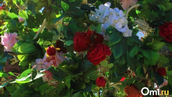 Потеплеет к выходным: синоптики рассказали, когда в Омск придёт приятная погода