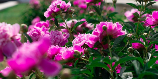 Тёплая погода вернётся в Омск под конец лета