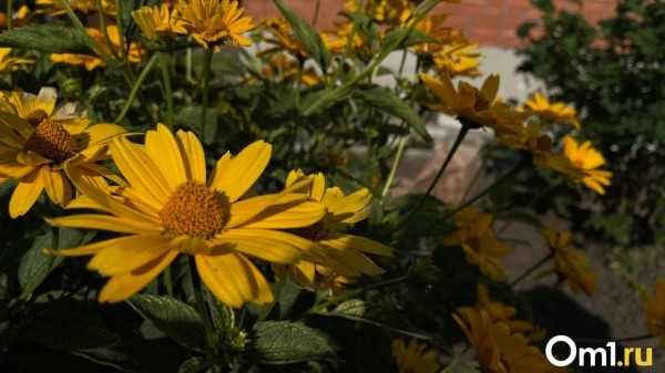 До 27 градусов. Синоптики рассказали, когда омичам ждать тёплой и сухой погоды