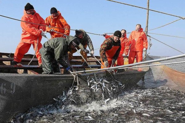 
									В этом году Россия может остаться без сайры 