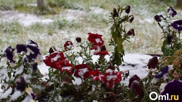 В Омской области похолодает до -5. Спасатели советуют готовить резервные источники энергии В Омской области похолодает до -5. Спасатели советуют готовить резервные источники энергии