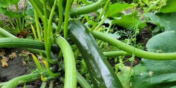 Миллион, миллион, миллион... кабачков. В Меге готовят "Дачный своп"