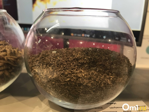 Муха для потенции. Препарат, увеличивающий мужскую силу, создадут в Новосибирске