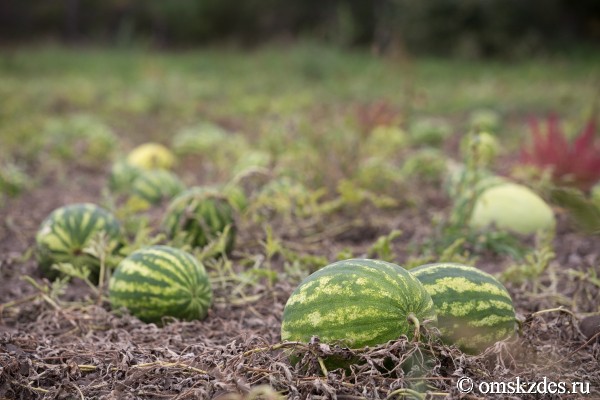 Пятьсот граммов священной ягоды в день - отмечаем День арбуза Пятьсот граммов священной ягоды в день - отмечаем День арбуза