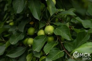 Яблочный Спас, ДТП на трассе и День фотографии. Что ищут омичи в интернете 19 августа Яблочный Спас, ДТП на трассе и День фотографии. Что ищут омичи в интернете 19 августа