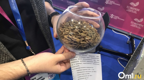 Муха для потенции. Препарат, увеличивающий мужскую силу, создадут в Новосибирске