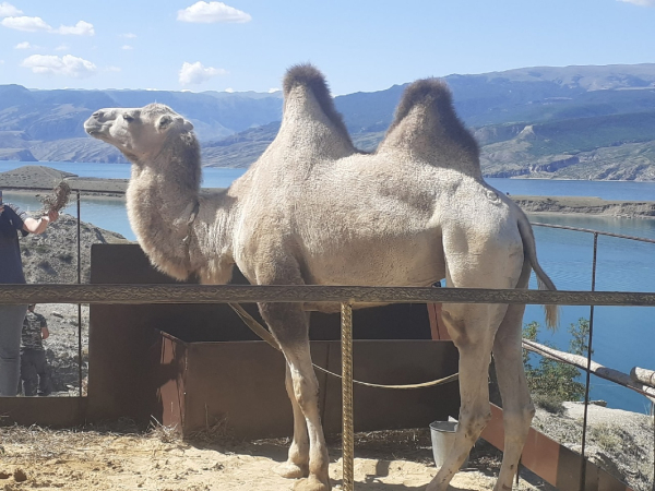 
									Дагестан глазами омича: зачем ехать на Каспий?   [ФОТО]  