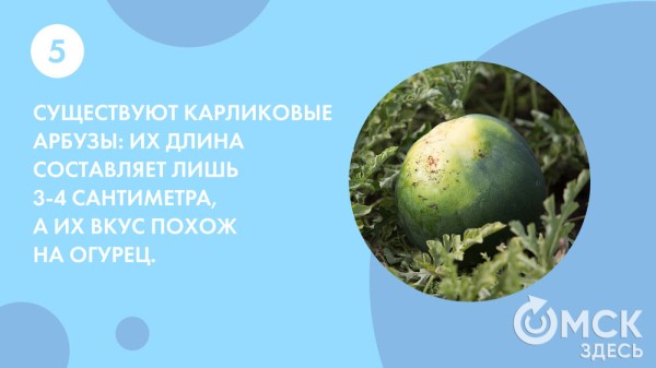 Пятьсот граммов священной ягоды в день - отмечаем День арбуза Пятьсот граммов священной ягоды в день - отмечаем День арбуза