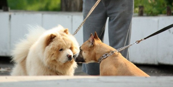 Юные омичи могут продемонстрировать таланты своих питомцев