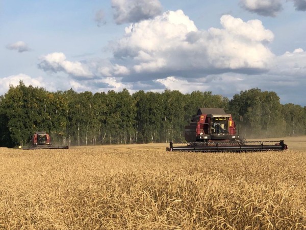 
									 В Омской области не соберут плановых 3 млн тонн зерна 