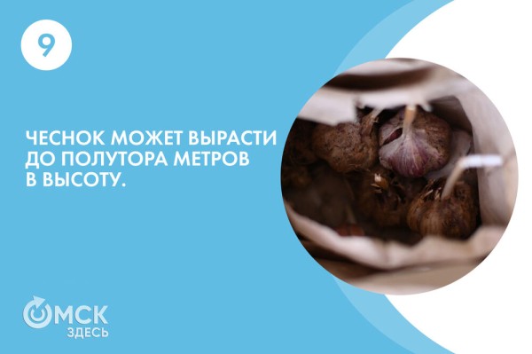 По чесноку: вся правда о противоречивом продукте По чесноку: вся правда о противоречивом продукте