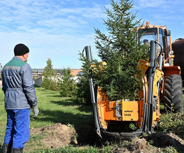 
									Производственную площадку «Омского каучука» освежили хвоей 