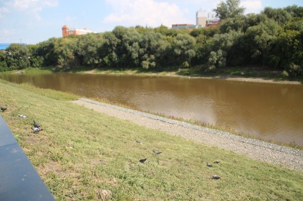 
									Битва за деревья: почему омичи массово становятся «друидами»? 