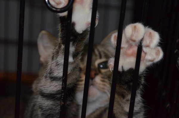 
									В вентиляции омской многоэтажки застрял кот: его никто не может спасти  