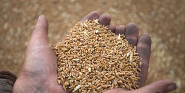 Непереносимость глютена - мода или серьёзная проблема? Непереносимость глютена - мода или серьёзная проблема?