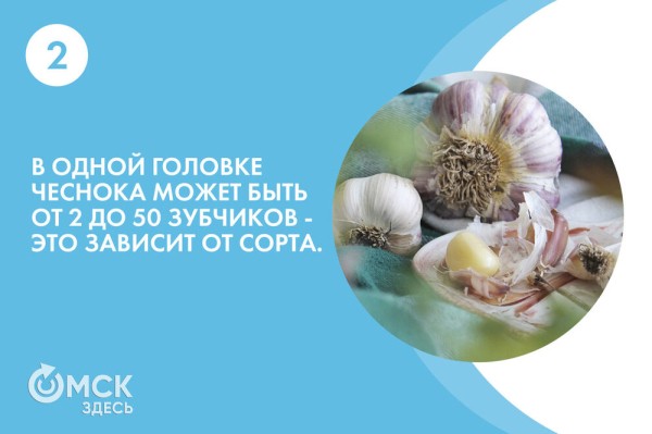 По чесноку: вся правда о противоречивом продукте По чесноку: вся правда о противоречивом продукте