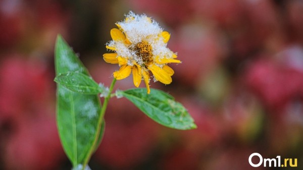 Омская область уже завтра окажется в зоне действия циклона с мощнейшим снегопадом Омская область уже завтра окажется в зоне действия циклона с мощнейшим снегопадом