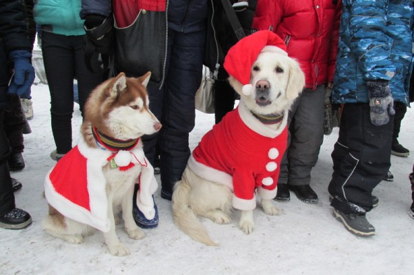 
									Новый год в Омске пройдет без «увеселительных мероприятий» 