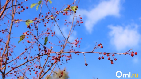 Проливные дожди, сырость и слякоть: синоптики предсказали дату стремительного похолодания в Омске Проливные дожди, сырость и слякоть: синоптики предсказали дату стремительного похолодания в Омске