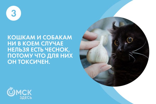 По чесноку: вся правда о противоречивом продукте По чесноку: вся правда о противоречивом продукте