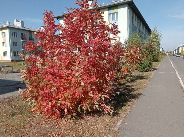 
									Жизнь в омских новостройках: Рябиновка – микрорайон, где взрываются самогонные аппараты   [ФОТО]  
