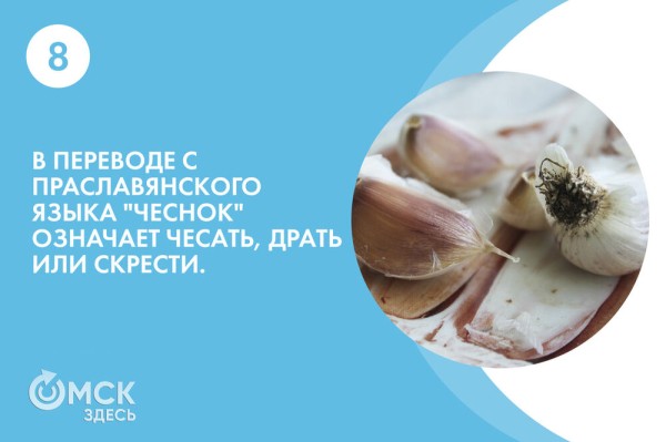 По чесноку: вся правда о противоречивом продукте По чесноку: вся правда о противоречивом продукте