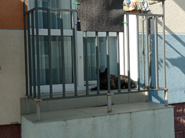 
									Жизнь в омских новостройках: Рябиновка – микрорайон, где взрываются самогонные аппараты   [ФОТО]  