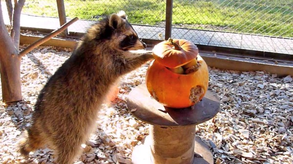 
									В Большереченском зоопарке животные отпраздновали День тыквы   [ФОТО]  